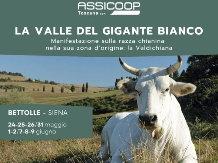 Assicoop Toscana è partner della XIX Edizione di “La Valle del Gigante Bianco”: manifestazione sulla razza chianina