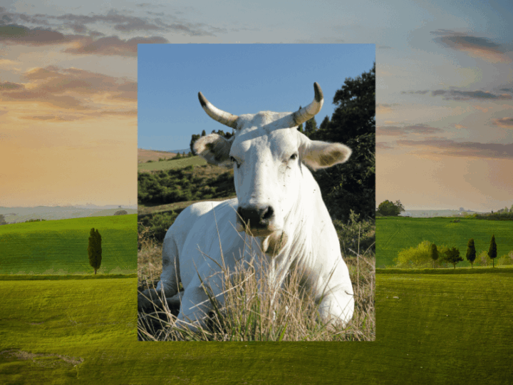 Assicoop Toscana con “La Valle del Gigante Bianco”: insieme per valorizzare il territorio